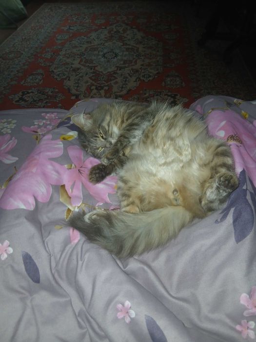 Отдам котика в хорошие руки!