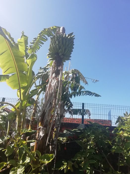 Planta bananeira