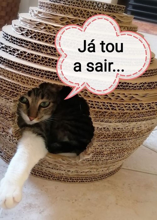 Arranhadores variados de cartão / sisal /alcatifa