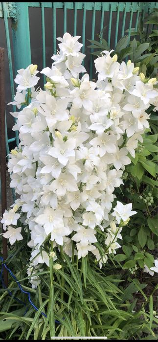 Пролам кущик хости та білі дзвіночки