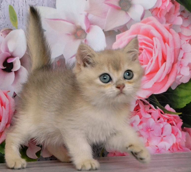 Шиншилла золотой голубой ау 12