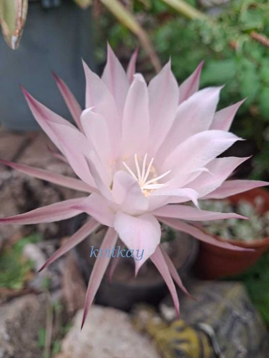 Алое Смарагд продам