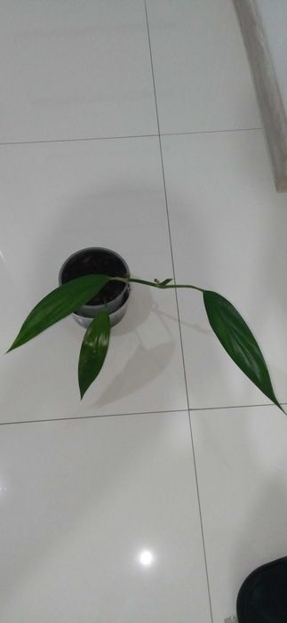 Sadzonka nr3 z doniczką epipremnum amplissimum