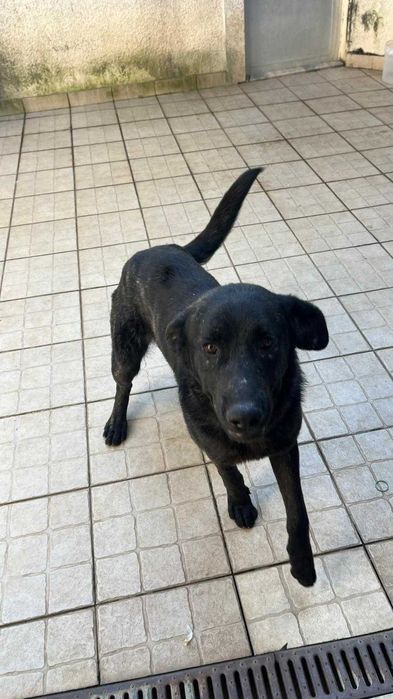 Fêmea Castro laboreiro muito dócil para adoção responsável