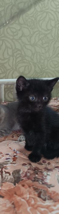 Віддамо котиків 2 місяці, Романково