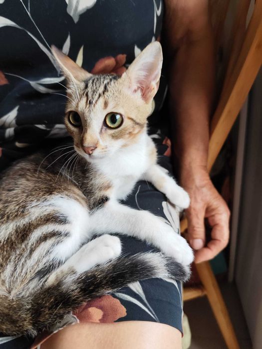 Gata bebé para adoção consciente