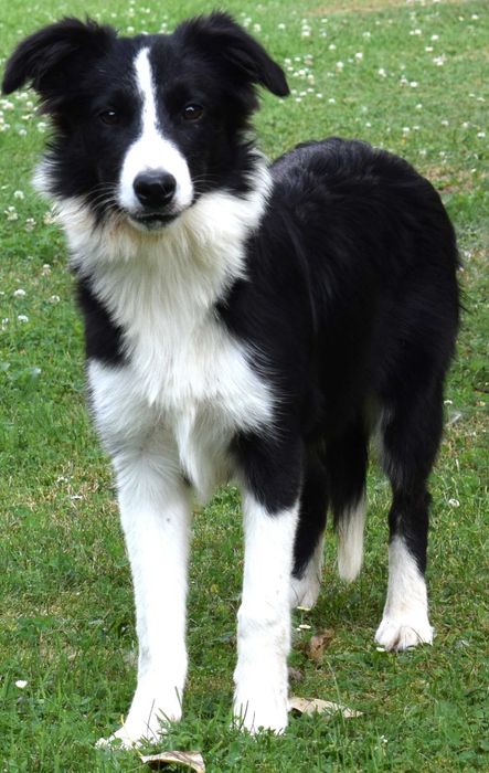 Okazja Piękna suczka Border Collie juz do odbioru