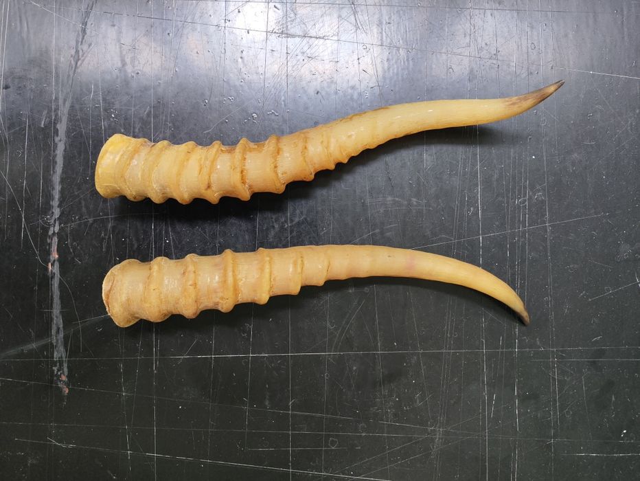 Сувенир Рожки сайгака