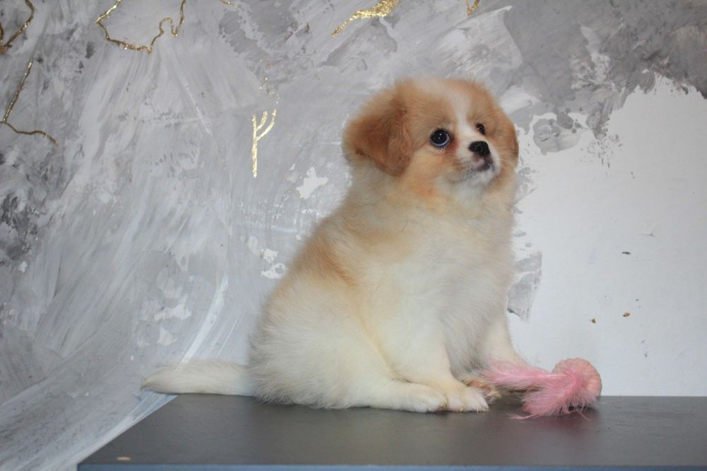 Цуценята хлопчик і дівчинки Кінг Чарльз Спаніелькі.