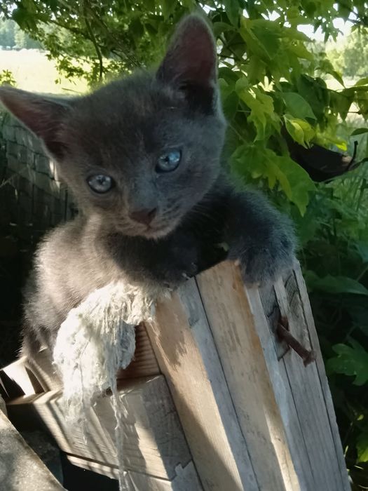 Oddam kotki w dobre ręce