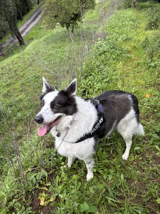 Pet Boarding - Hospedagem com segurança
