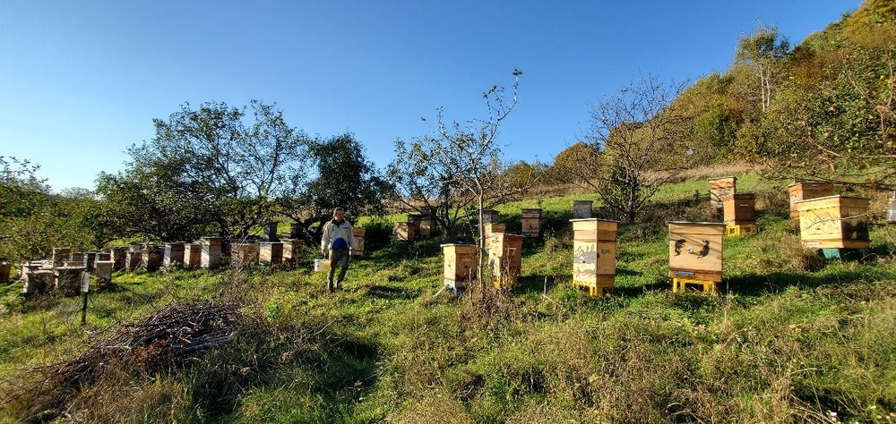 Продам Бджолопакети на ( українську ) Вертикальну рамку!