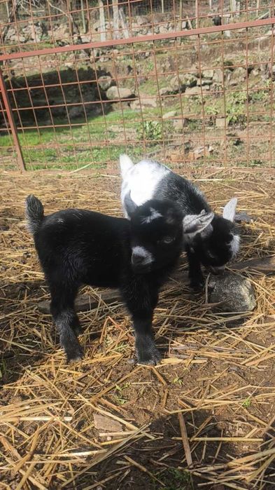 Cabras anãs,micro