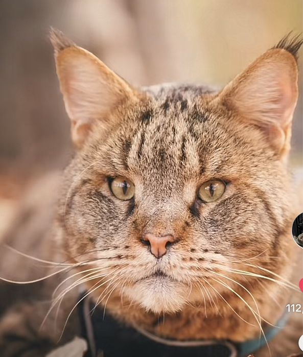 Камышовый кот, 4 года