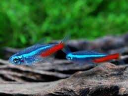 Tetra Neon Azul 2cm