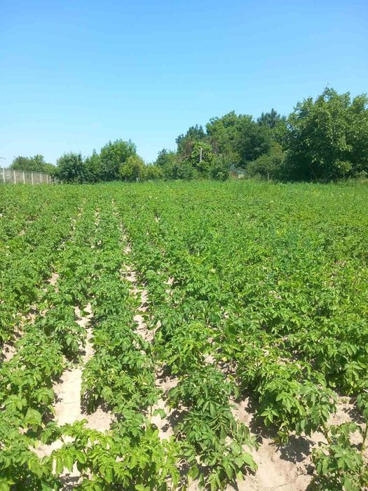 Продам земельну ділянку