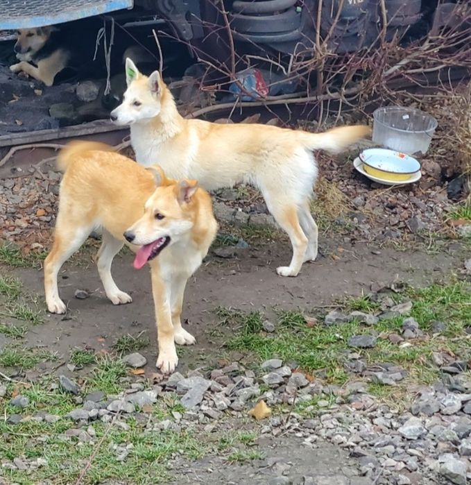 Прилаштовуються в добрі руки