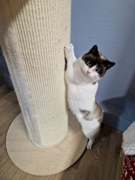 Kicia o pięknym umaszczeniu.