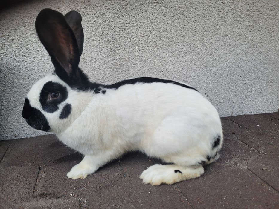 król królik srokacz niemiecki samiec