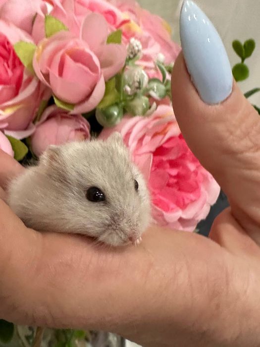 Хомячки Джунгарики Маленькі симпатичні друзі