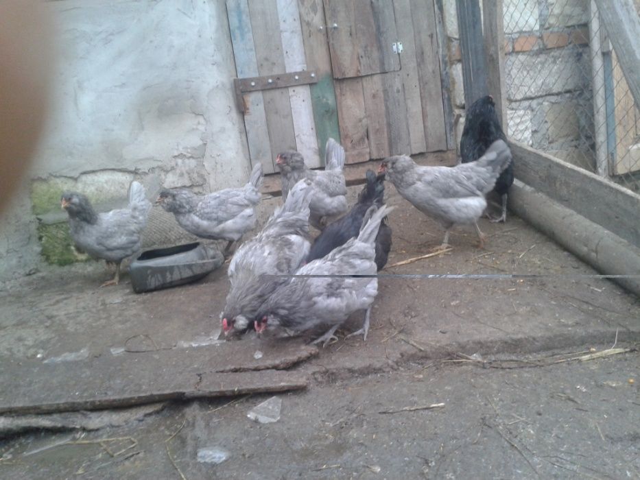 Продам инкубационное яйцо от кур породы Амераукана Голубая