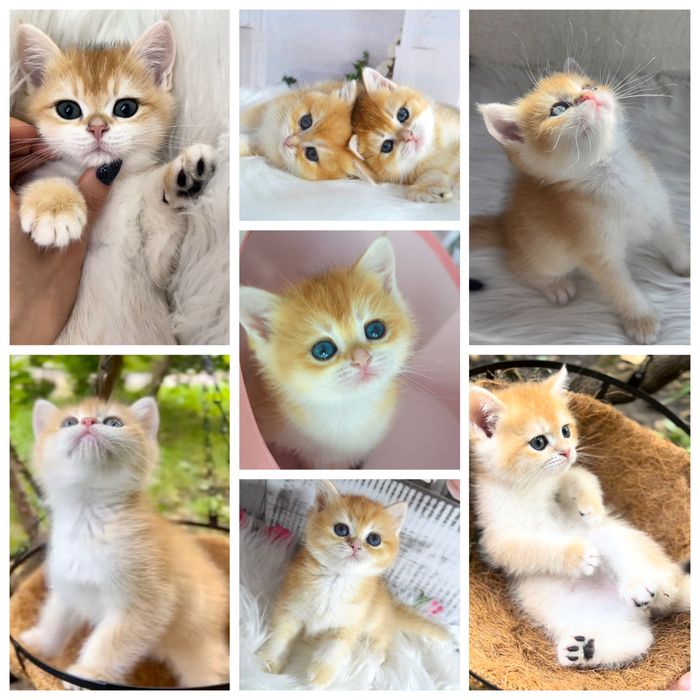 Британская золотая шиншилла/британська золота шиншила/ кошенята