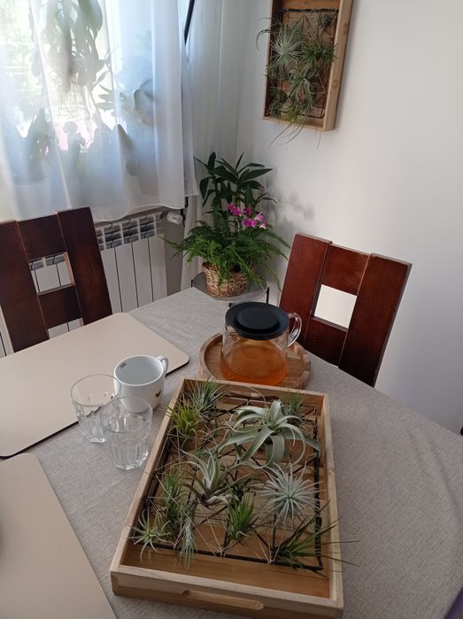 Stojak, taca, kwietnik, żywy obraz, holder, tillandsia, airplants.
