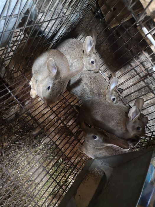 Coelhos e enxames de abelhas