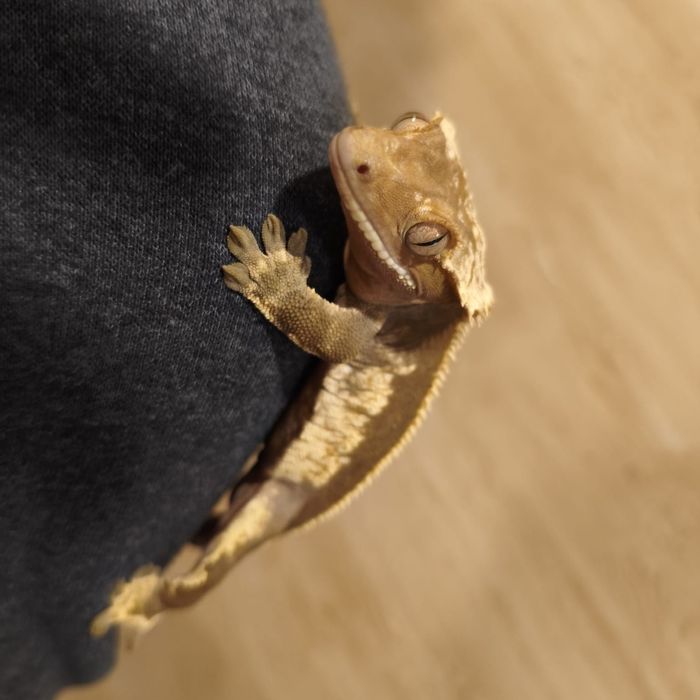 Sprzedam samca gekona orzęsionego