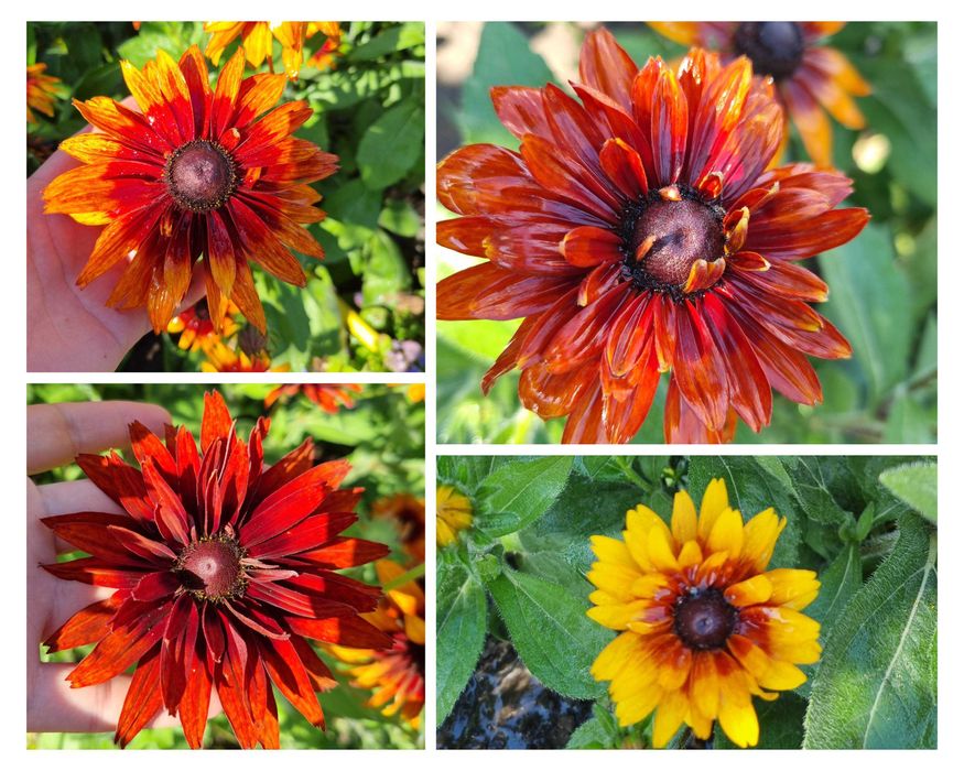 Саженцы цветов астильба ромашка колокольчик флокс