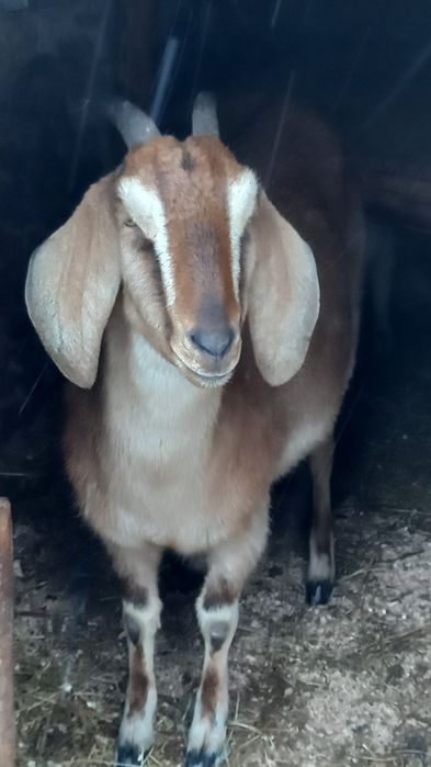 Продаётся китная козочка альпо нубийка