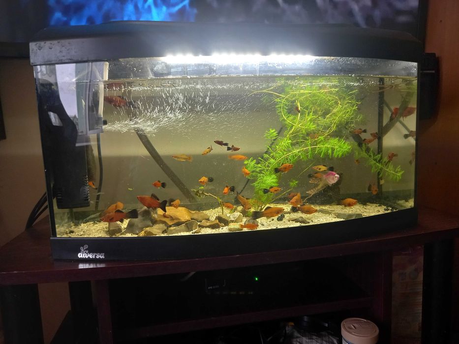 akwarium diversa 60 litry + ryby i pompka