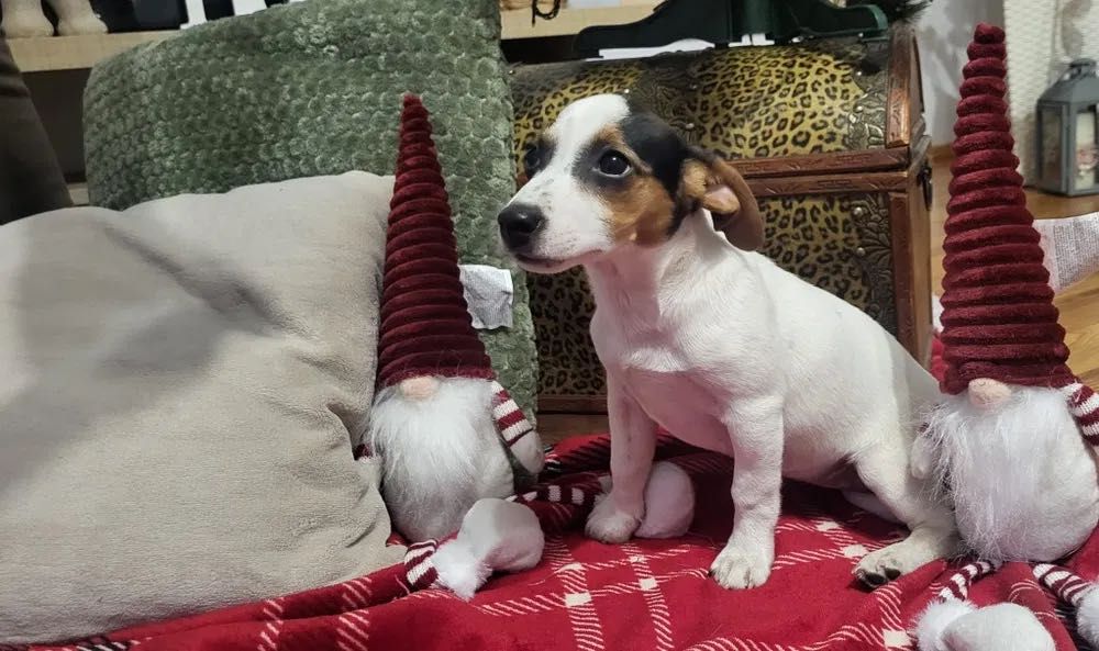 Suczka rasy Jack Russell Terrier