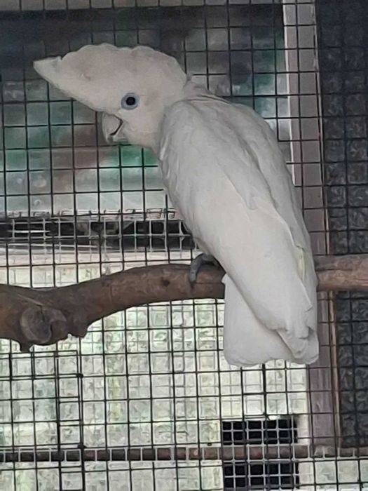 Cacatua e Papagaios