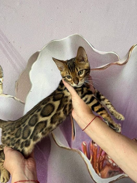 Шикарный мальчик для выставок и разведения