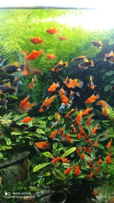 Продам живородку багато видів