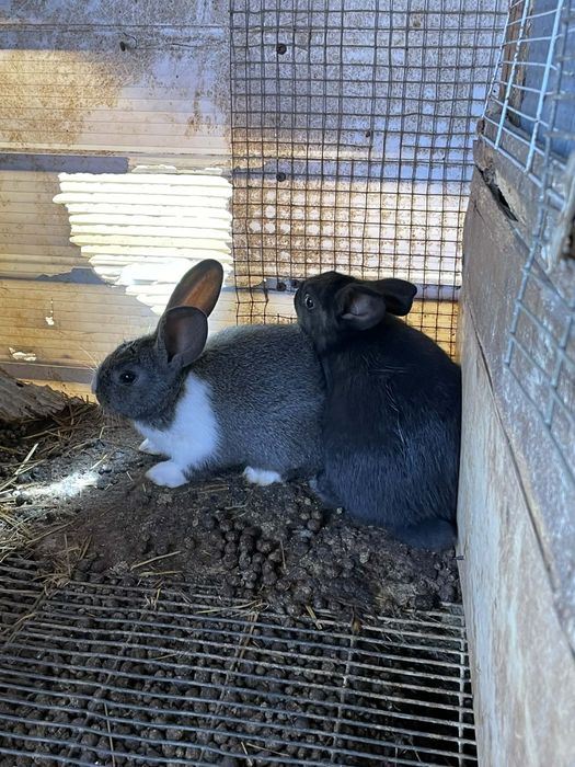 Coelhos  para vender