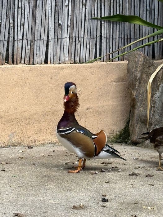 pato mandarim macho