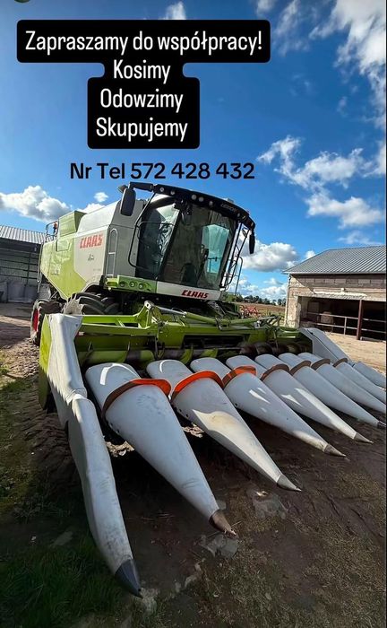 Usługi koszenia kukurydzy na ziarno