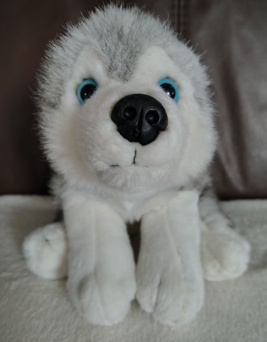 Pluszak pies husky Blizzard Kell Toys