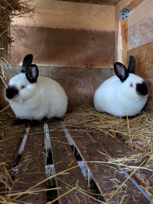 Króliki Kalifornijskie