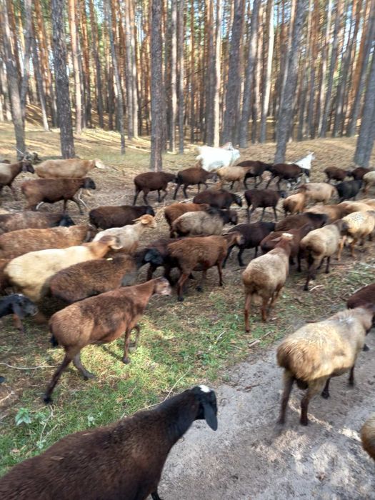 Продам баранов/ овец/ баранів