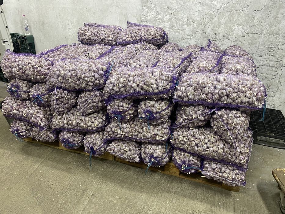 Продам часник озимий опт і роздріб