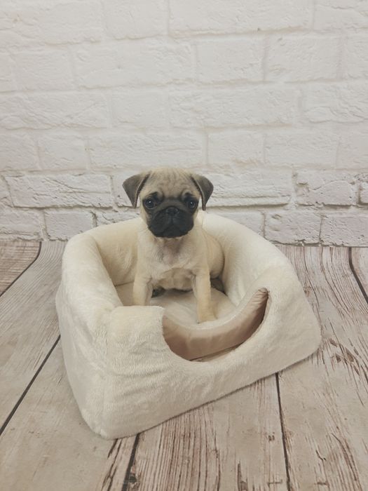 Nowe legowisko budka dla szczeniaka małego pieska psa