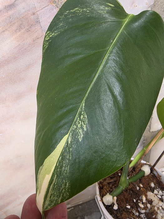 Monstera Aurea var