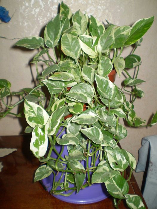 Эпипремнум "N-Joy"