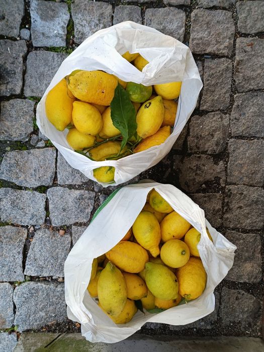 Limões biológicos 50 cêntimos kg