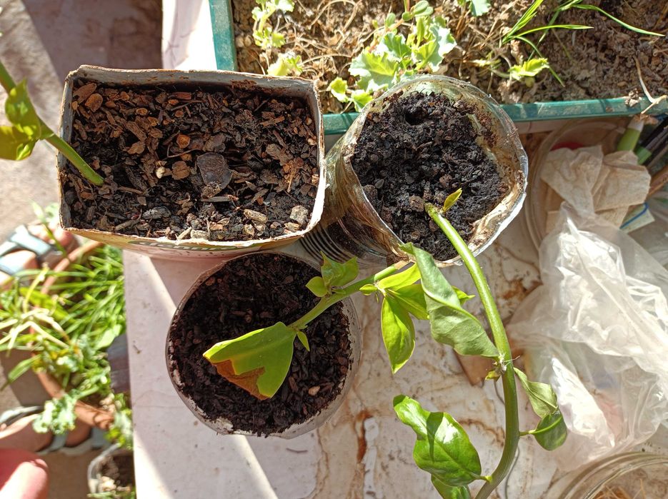 Ora pro nobis (planta)