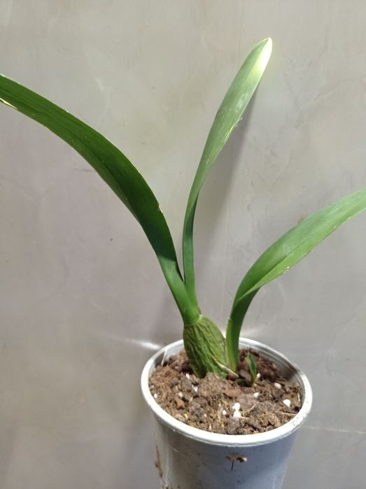 Орхидея Камбрия.