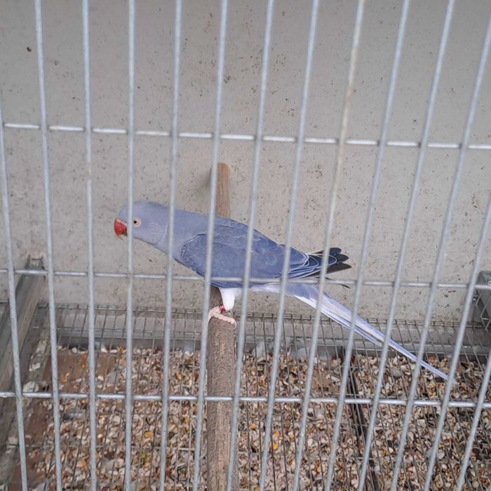 Ring neck Violeta cc, fêmea, 2024